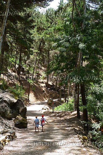 Santo Anto : Pico da Cruz : on the way to school : Landscape ForestCabo Verde Foto Gallery