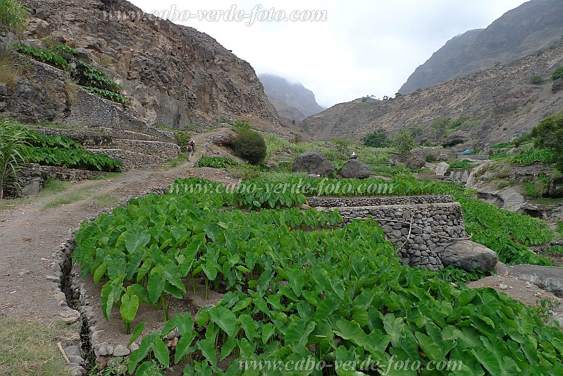 Insel: Santo Anto  Wanderweg:  Ort: Tarrafal de Monte Trigo Motiv: intensiver bewsserter Gartenbau Inhame Motivgruppe: Technology Agriculture © Pitt Reitmaier www.Cabo-Verde-Foto.com