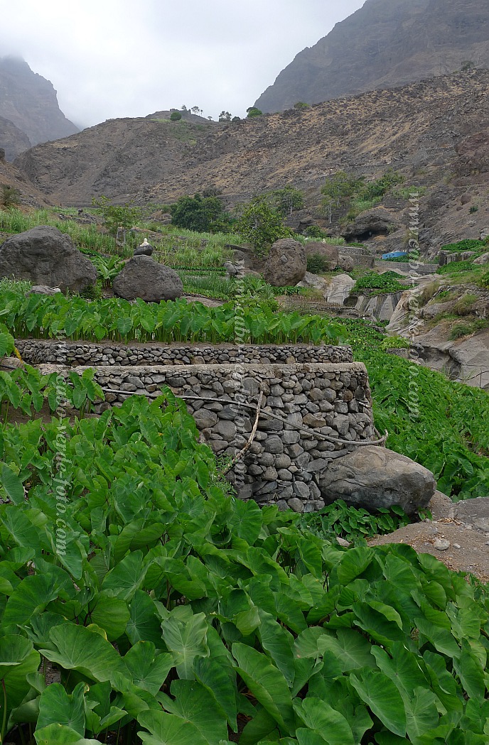 Insel: Santo Anto  Wanderweg:  Ort: Tarrafal de Monte Trigo Motiv: intensiver bewsserter Gartenbau Inhame Motivgruppe: Technology Agriculture © Pitt Reitmaier www.Cabo-Verde-Foto.com