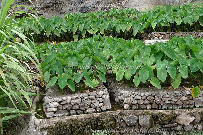Insel: Santo Anto  Wanderweg:  Ort: Tarrafal de Monte Trigo Motiv: intensiver bewsserter Gartenbau Inhame Motivgruppe: Technology Agriculture © Pitt Reitmaier www.Cabo-Verde-Foto.com