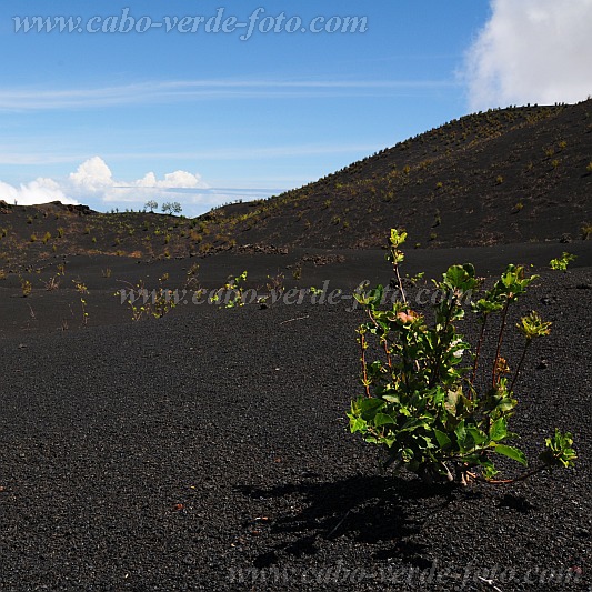 Fogo : Ch das Caldeira Monte Lorna : macieira na jorra : Landscape AgricultureCabo Verde Foto Gallery