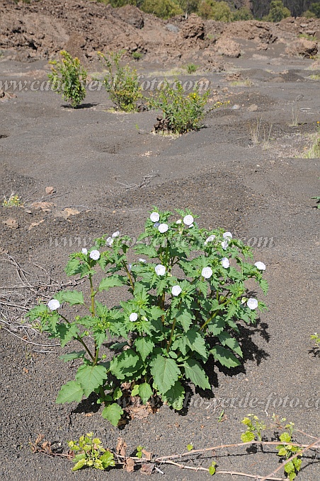 Fogo : Cha das Caldeiras Monte Lorna : barbiaca branca : Nature PlantsCabo Verde Foto Gallery