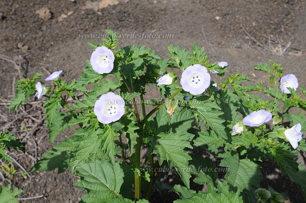 Fogo : Cha das Caldeiras Monte Lorna : barbiaca branca : Nature PlantsCabo Verde Foto Gallery