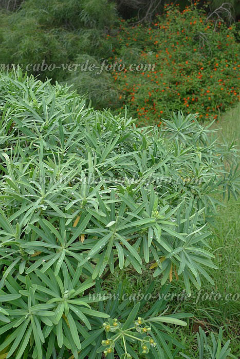 Insel: Santo Anto  Wanderweg: 106a Ort: Selada de Pero Dias Motiv: euphorbia tuckeyana endemische Kapverden Wolfsmilch  Motivgruppe: Nature Plants © Pitt Reitmaier www.Cabo-Verde-Foto.com