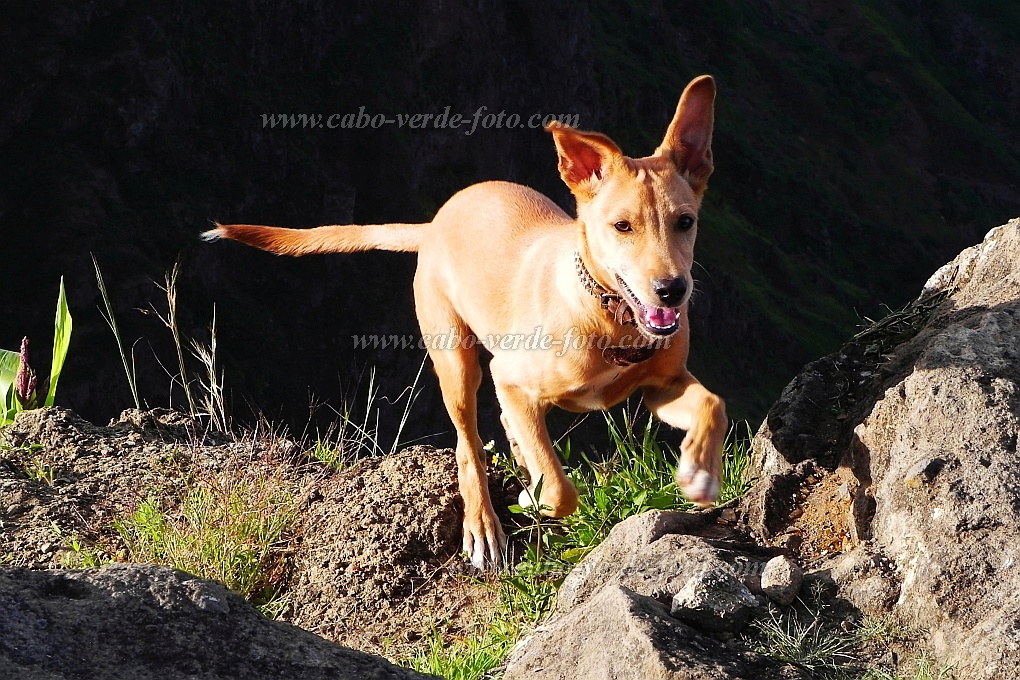 Santo Anto : Pico da Cruz Lombo Carrosco : dog : Nature AnimalsCabo Verde Foto Gallery