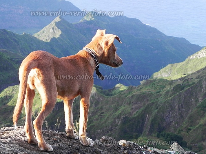 Santo Anto : Pico da Cruz Lombo Carrosco : dog : Nature AnimalsCabo Verde Foto Gallery