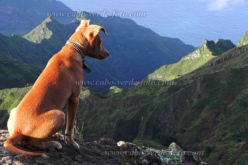 Insel: Santo Anto  Wanderweg: 105 Ort: Pico da Cruz Lombo Carrosco Motiv: Hund Motivgruppe: Nature Animals © Pitt Reitmaier www.Cabo-Verde-Foto.com