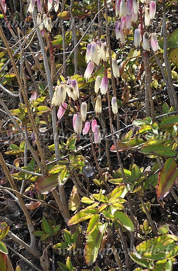 Santo Anto : Ribeirozinho : miracle leaf : Nature PlantsCabo Verde Foto Gallery