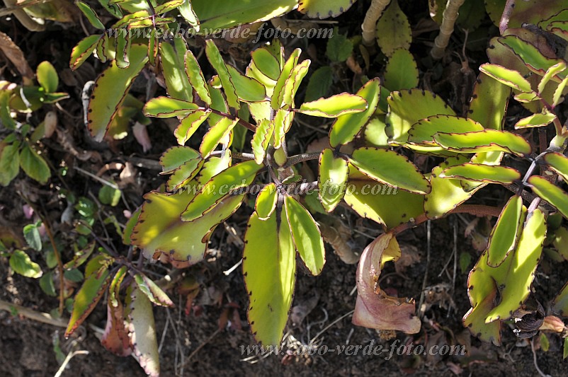 Santo Anto : Ribeirozinho : miracle leaf : Nature PlantsCabo Verde Foto Gallery