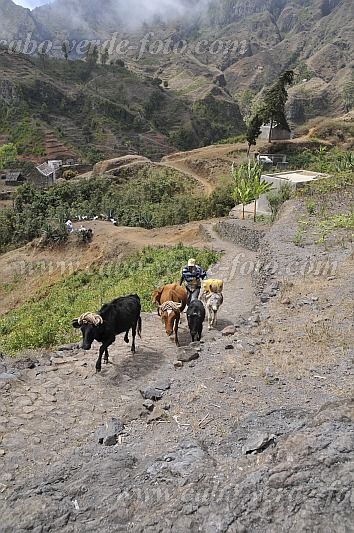 Insel: Santo Anto  Wanderweg: 103 Ort: Cruz de Santa Isabel Motiv: Hirten mit Kuh Motivgruppe: People Work © Pitt Reitmaier www.Cabo-Verde-Foto.com