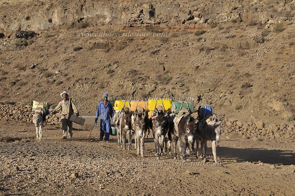 Santo Anto : Norte Cha de Feijoal : herdsmen donkeys at the waterpoint cistern rain collection area : People WorkCabo Verde Foto Gallery