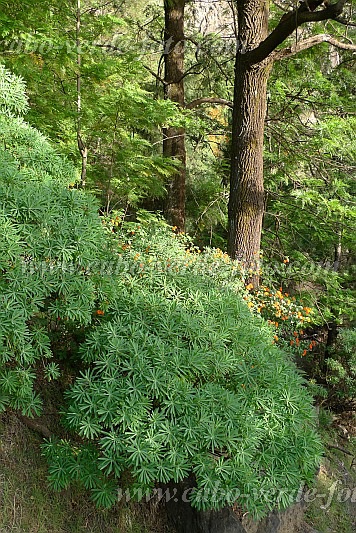 Santo Anto : Pico da Cruz : tortolho euphorbia tuckeyana : Nature PlantsCabo Verde Foto Gallery