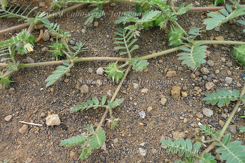 Insel: Santo Anto  Wanderweg:  Ort: Norte Motiv: Erd-Burzeldorn oder Erdsternchen Motivgruppe: Nature Plants © Pitt Reitmaier www.Cabo-Verde-Foto.com