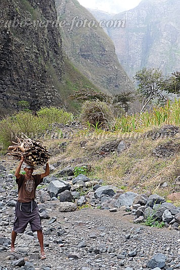 Insel: Santo Anto  Wanderweg:  Ort: R de Neve Motiv: Bauer mit Kopflast Feuerholz Motivgruppe: People Work © Pitt Reitmaier www.Cabo-Verde-Foto.com