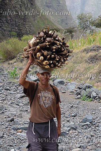 Insel: Santo Anto  Wanderweg:  Ort: R de Neve Motiv: Bauer mit Kopflast Feuerholz Motivgruppe: People Work © Pitt Reitmaier www.Cabo-Verde-Foto.com