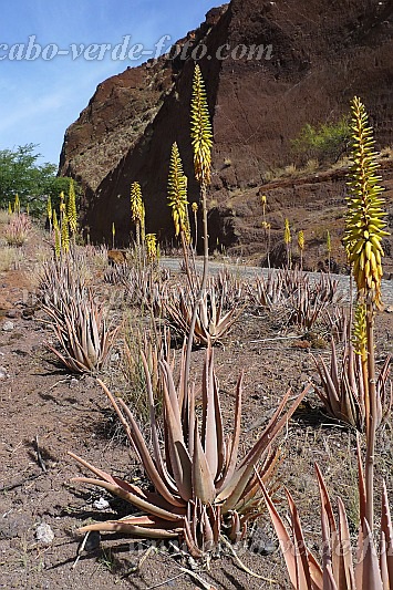 Santo Anto : Lombo de Figueira : aloe vera : Nature PlantsCabo Verde Foto Gallery