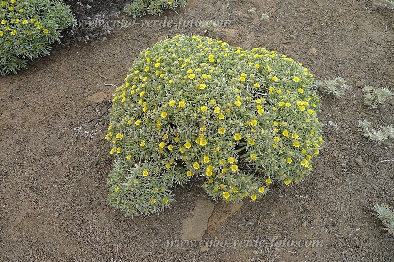 Santo Anto : Norte Tope de Coroa : macela : Nature PlantsCabo Verde Foto Gallery