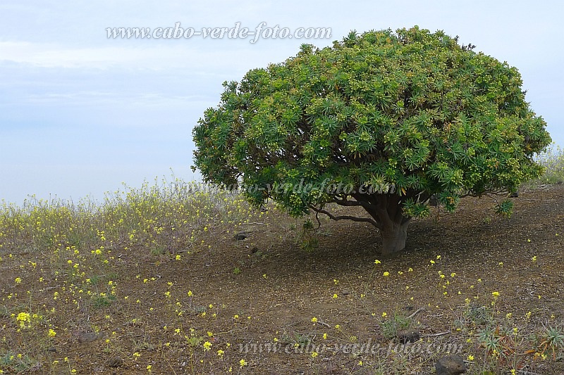 Santo Anto : Norte Pia : tortolho ou tortoi : Nature PlantsCabo Verde Foto Gallery