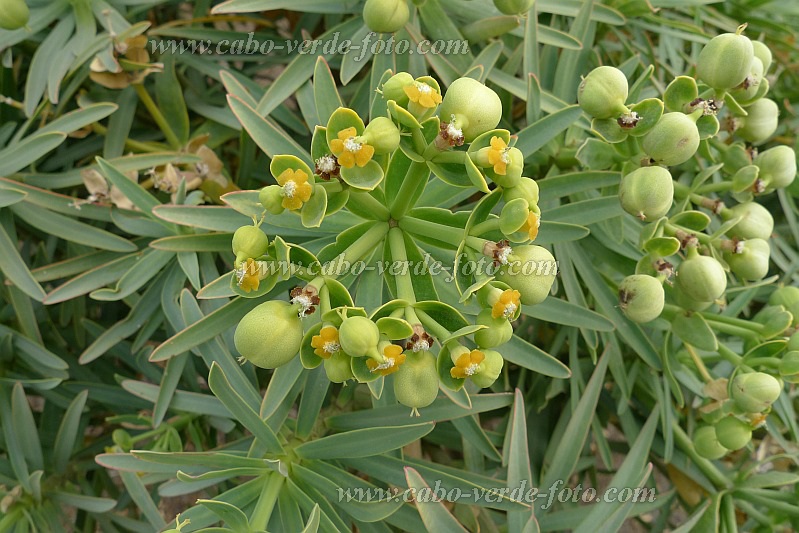 Santo Anto : Norte Pia : tortolho ou tortoi : Nature PlantsCabo Verde Foto Gallery