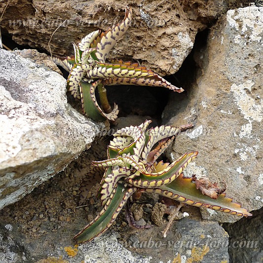 Santo Anto : Monte Joana : miracle leaf : Nature PlantsCabo Verde Foto Gallery