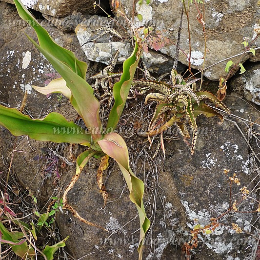 Santo Anto : Monte Joana : kreol: Figueirinha : Nature PlantsCabo Verde Foto Gallery