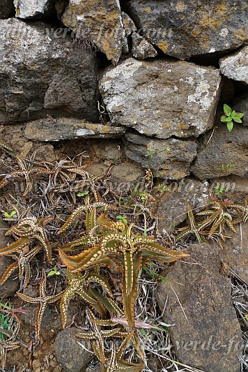 Insel: Santo Anto  Wanderweg:  Ort: Monte Joana Motiv: Goethe Pflanze Motivgruppe: Nature Plants © Pitt Reitmaier www.Cabo-Verde-Foto.com