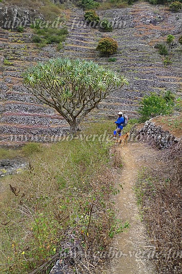 Santo Anto : R das Burna : dragon tree : Nature PlantsCabo Verde Foto Gallery