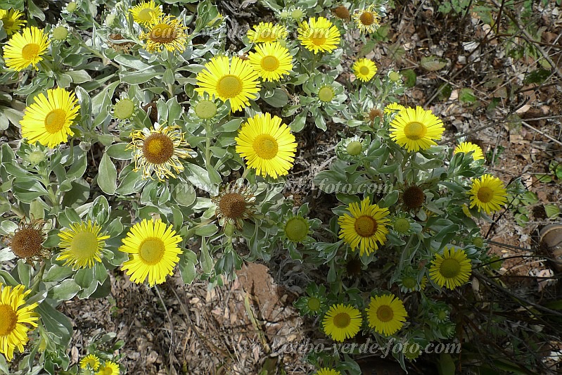 So Nicolau : Monte Gordo : Macela di Gordo : Nature PlantsCabo Verde Foto Gallery