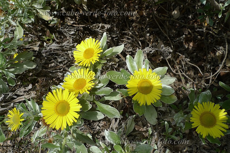 So Nicolau : Monte Gordo : Macela di Gordo : Nature PlantsCabo Verde Foto Gallery