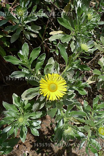 So Nicolau : Monte Gordo : Macela di Gordo : Nature PlantsCabo Verde Foto Gallery