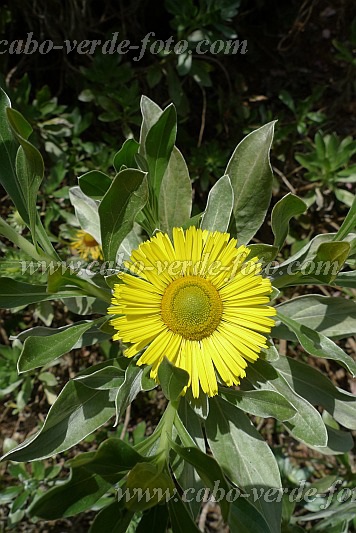 So Nicolau : Monte Gordo : Macela di Gordo : Nature PlantsCabo Verde Foto Gallery