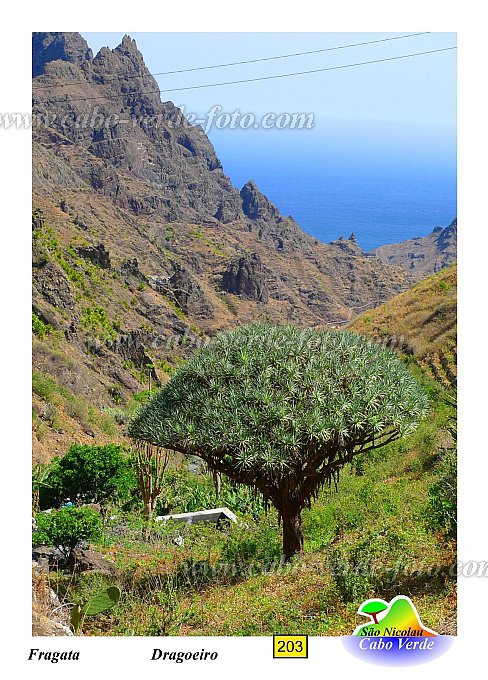 So Nicolau : Fragata Cruzinha : dragoeiro : Nature PlantsCabo Verde Foto Gallery