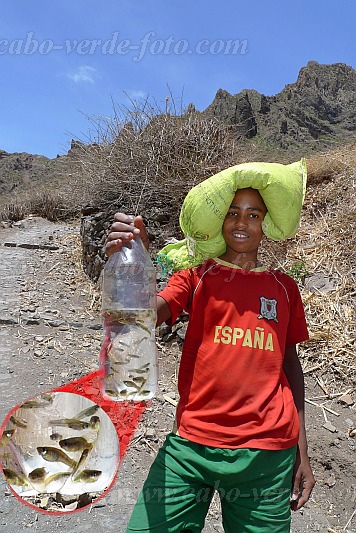 São Nicolau : Fragata Fragatona : schoolboy with gambusia in a bottle : Nature AnimalsCabo Verde Foto Gallery