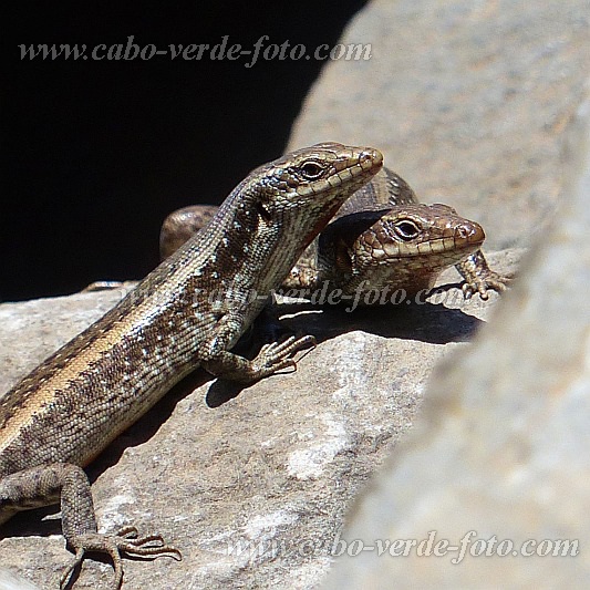 Insel: So Nicolau  Wanderweg:  Ort: R dos Calhaus Motiv: Eidechse Skink Motivgruppe: Nature Animals © Pitt Reitmaier www.Cabo-Verde-Foto.com