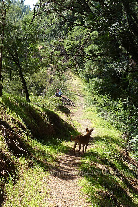 Santo Anto : Lombo de Carrosco : hiking trail dog : Landscape ForestCabo Verde Foto Gallery