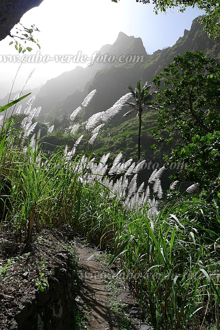 Santo Anto : Lombo de Pico : flowering sugarcane : Nature PlantsCabo Verde Foto Gallery