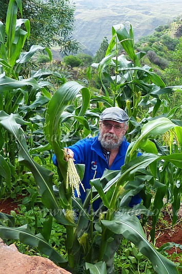 Santo Anto : Pico da Cruz Lombo Vermelho : tirando flor de milho : People MenCabo Verde Foto Gallery