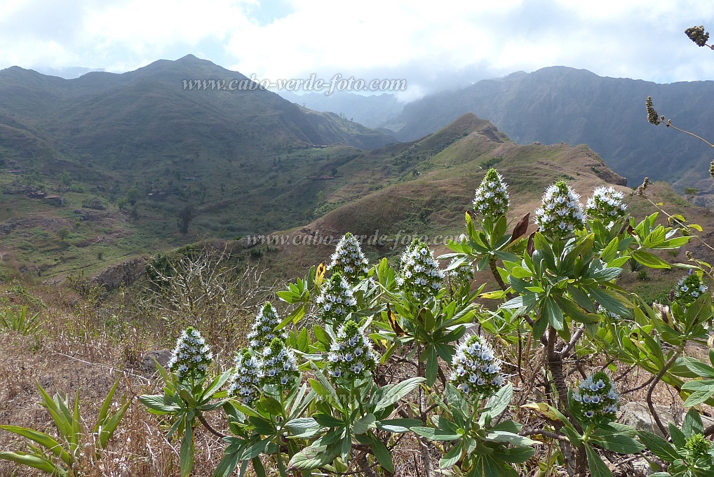 Santiago : Achada Lagoa : endemic plant echium gorgonorum : Nature PlantsCabo Verde Foto Gallery