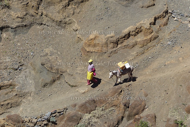 Santo Anto : Ribeira de Poi : hiking trail with donkeys on the way to the fountain : LandscapeCabo Verde Foto Gallery