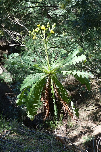 Santo Anto : Escovadinha : coroa de rei in the forest : Nature PlantsCabo Verde Foto Gallery