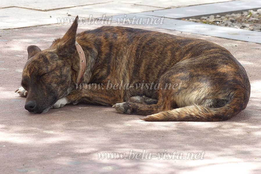 Sal : Espargos : dog : Nature AnimalsCabo Verde Foto Gallery