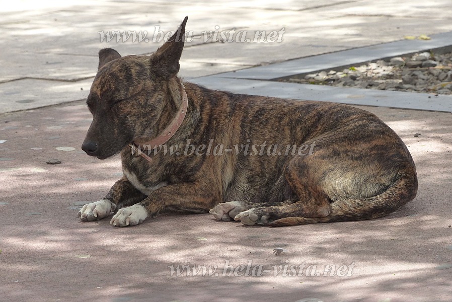 Sal : Espargos : dog : Nature AnimalsCabo Verde Foto Gallery