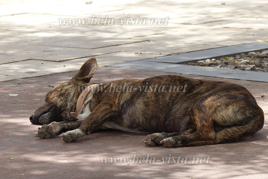 Sal : Espargos : dog : Nature AnimalsCabo Verde Foto Gallery