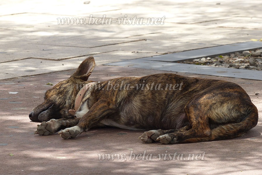 Insel: Sal  Wanderweg: - Ort: Espargos Motiv: Hund Motivgruppe: Nature Animals © Pitt Reitmaier www.Cabo-Verde-Foto.com