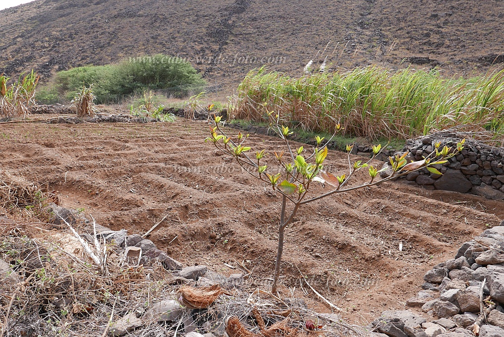 So Nicolau : Castilhano : acre : Technology AgricultureCabo Verde Foto Gallery