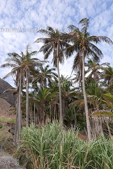 So Nicolau : Castilhano : mountain oasis : Landscape DesertCabo Verde Foto Gallery