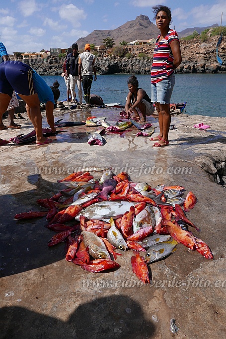 So Nicolau : Carrical : Distributing and cleaning fish : People WorkCabo Verde Foto Gallery