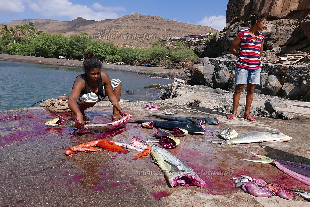 So Nicolau : Carrical : Distributing and cleaning fish : People WorkCabo Verde Foto Gallery