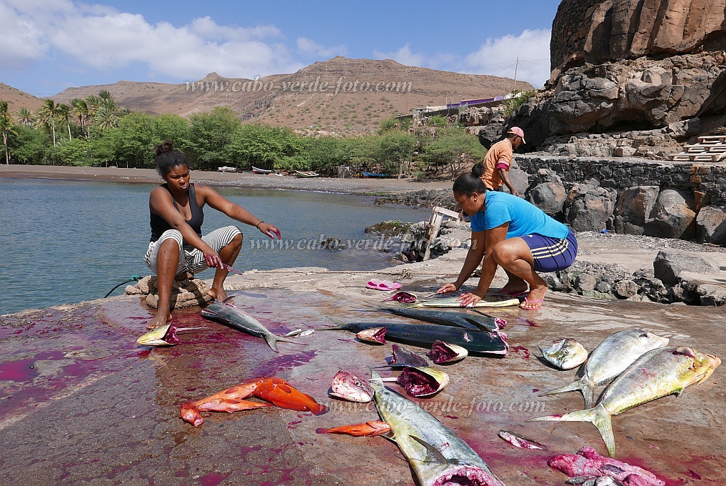 São Nicolau : Carrical : Distributing and cleaning fish : People WorkCabo Verde Foto Gallery