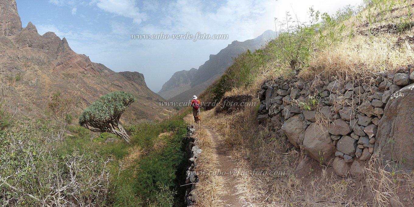 Insel: So Nicolau  Wanderweg: 109a Ort: Tzukud Motiv: Drachenbaum Motivgruppe: Nature Plants © Pitt Reitmaier www.Cabo-Verde-Foto.com